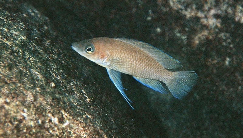 Neolamprologus leleupi 'Milima Island'